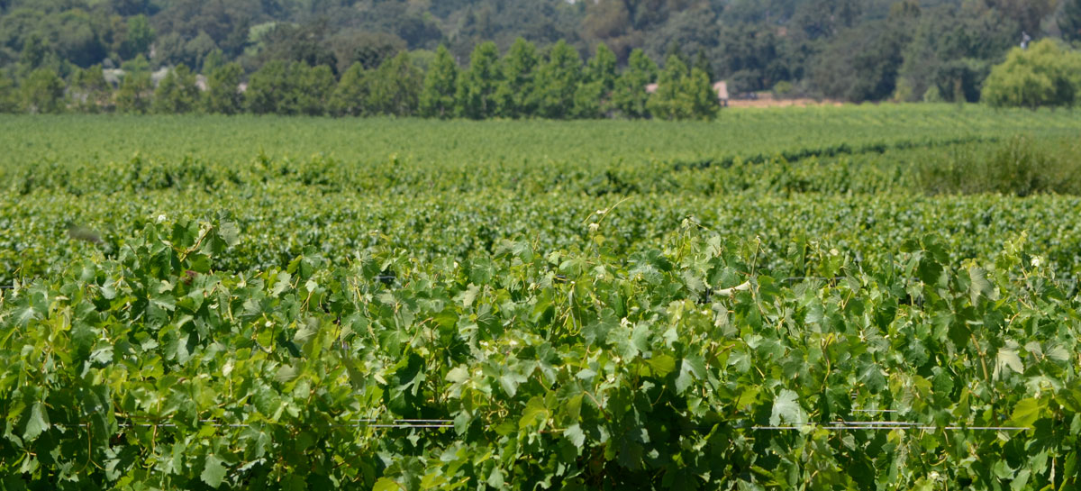 Idell Family Vinyards