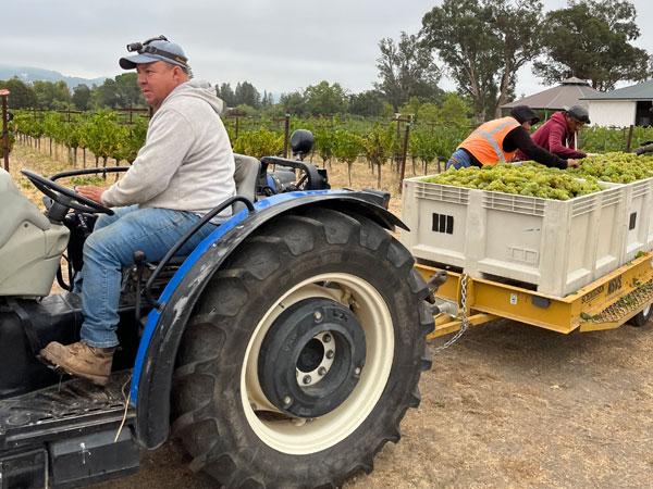 2022 Grape Harvest