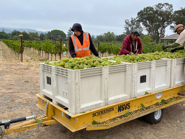 2022 Grape Harvest